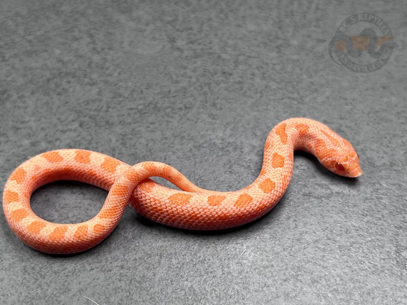 Solar Flare (Extreme Red Lineage)
