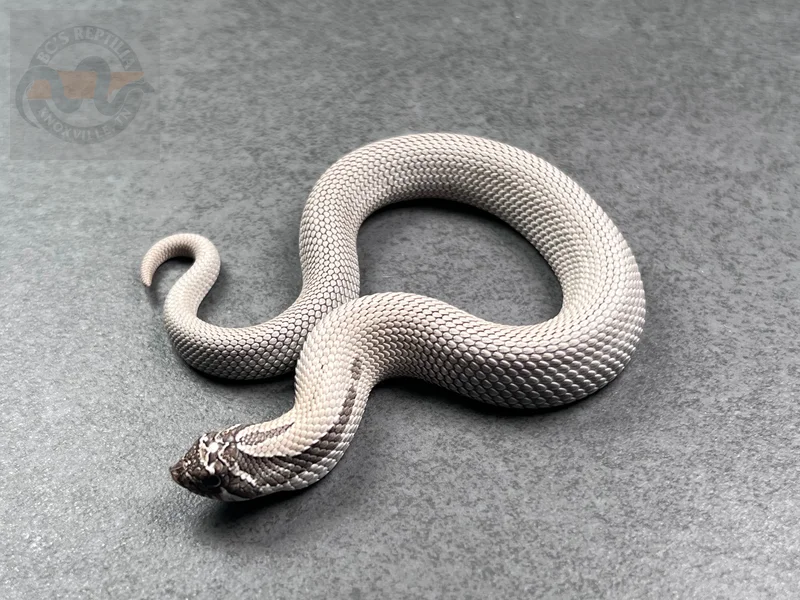 Superconda Axanthic Het Snow
