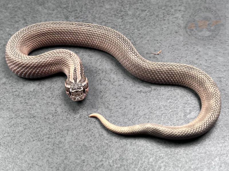 Conda Sable Het Mai Tai Pos Arctic (RBE)