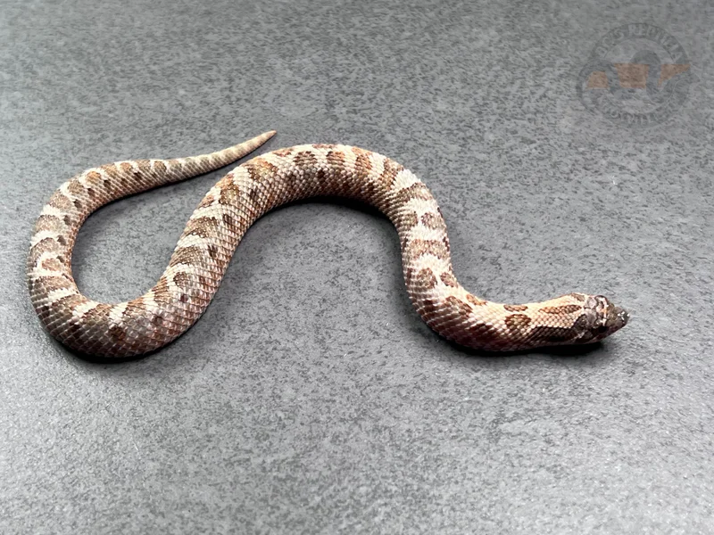 Conda Sable Het Sunburst 66% Het Axanthic