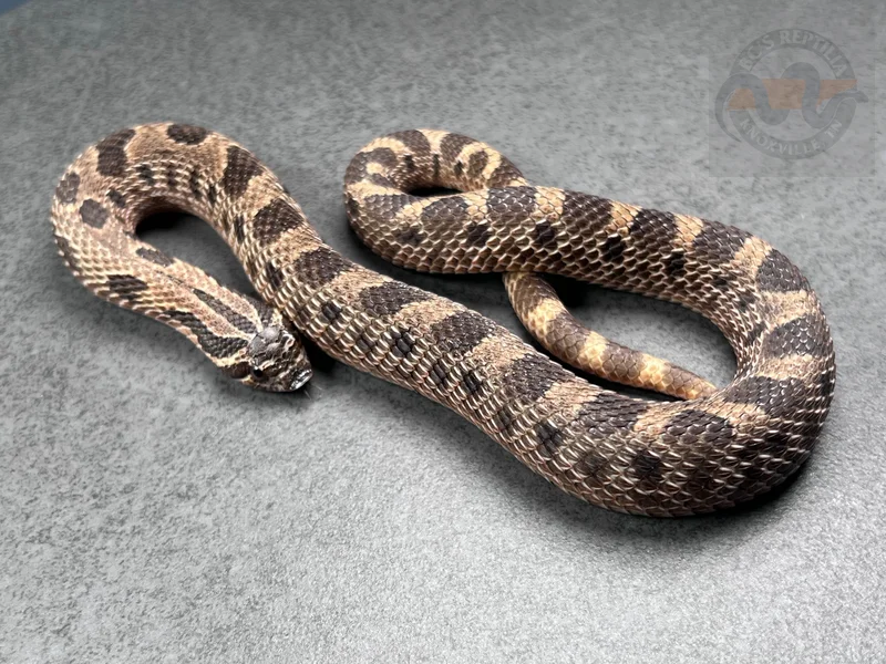 Conda Sable Het Sunburst 
