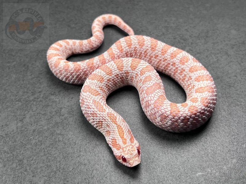 Super Arctic Albino Het Sunburst