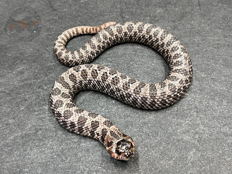 Super Arctic Sable Het Sunburst