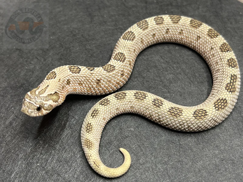 Arctic Conda Het Coral