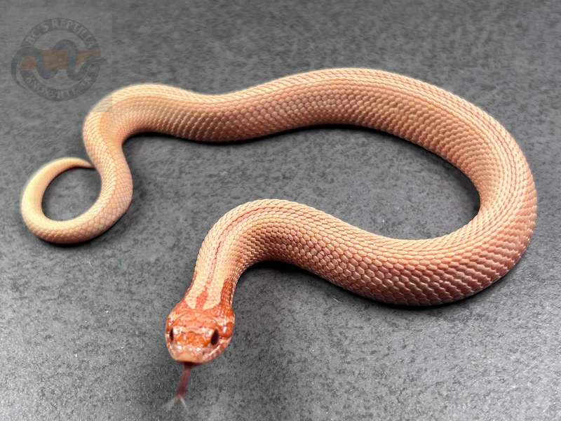 Arctic Conda Mai Tai (RBE)