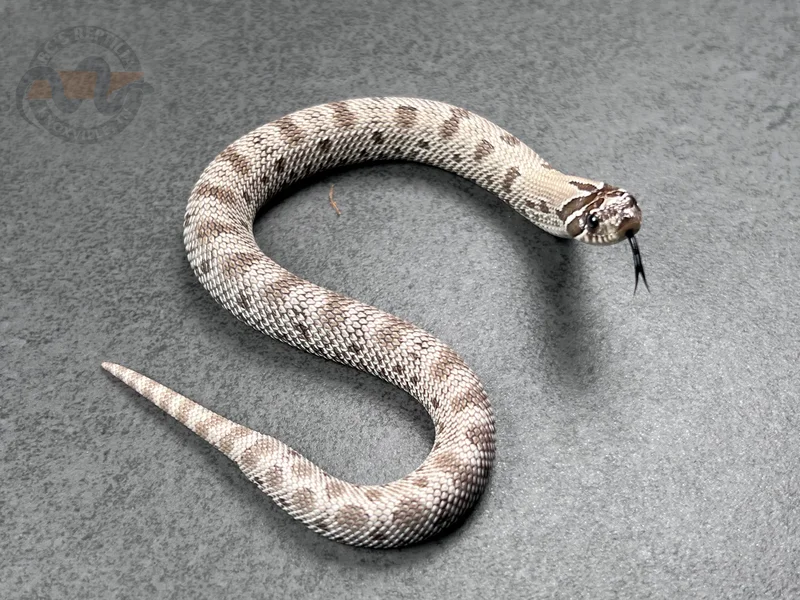 Conda Axanthic Het Snow