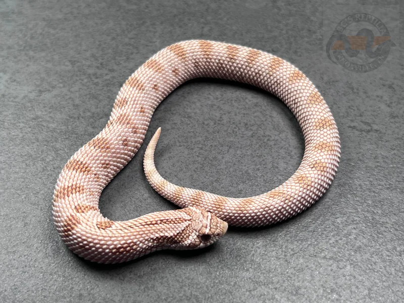 Arctic Conda RBE Pastel Toffeebelly Het Mai Tai