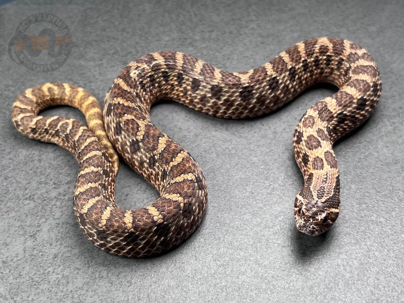 Sable Het Mai Tai