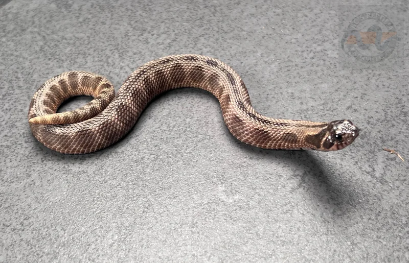 Conda Sable Het Sunburst