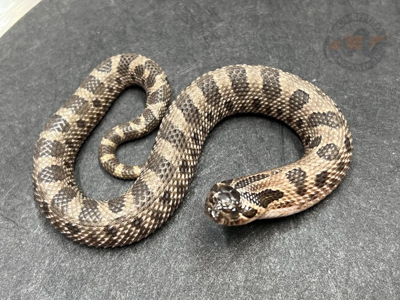Conda Sable Het Sunburst
