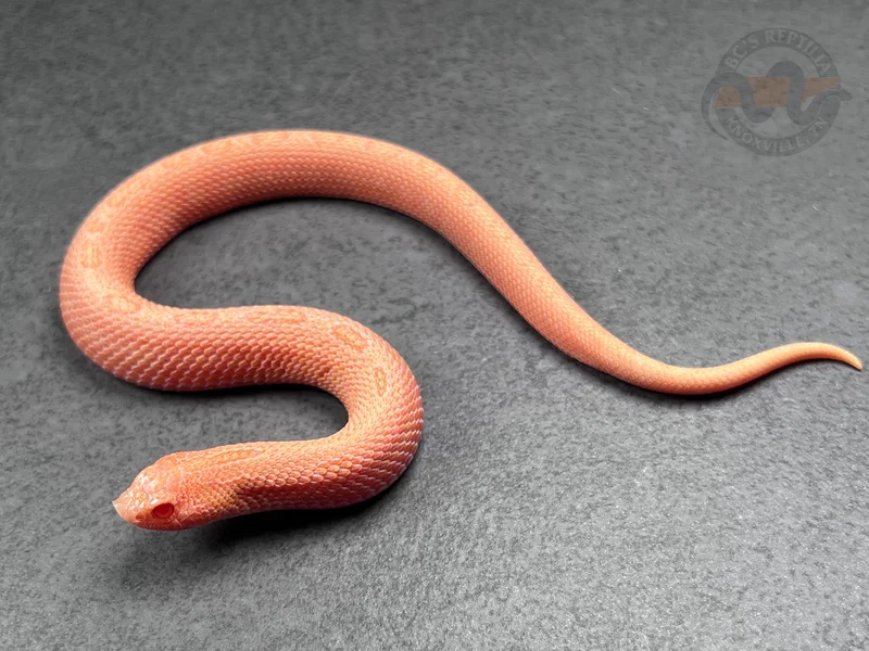 Arctic Conda Sunburst