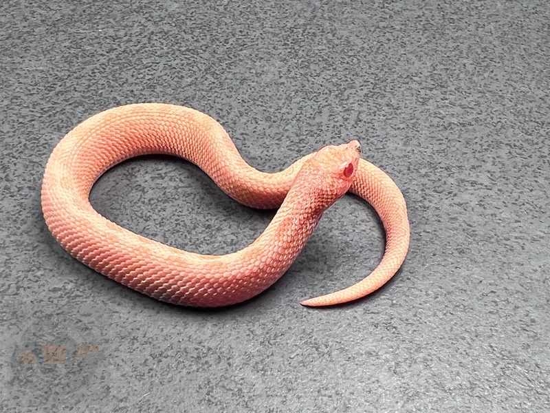 Conda Sunburst