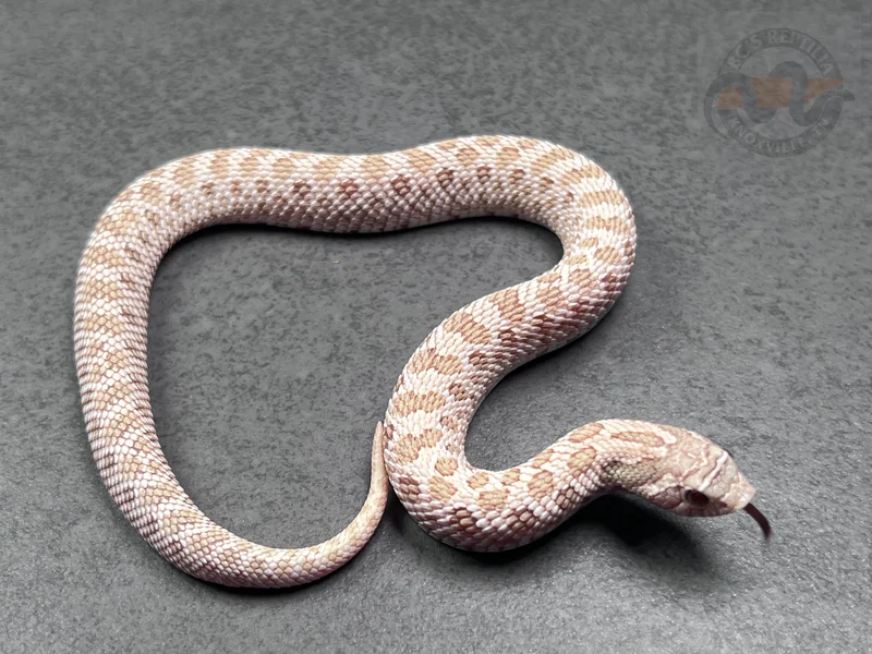 Arctic RBE Pastel Toffeebelly Het Mai Tai
