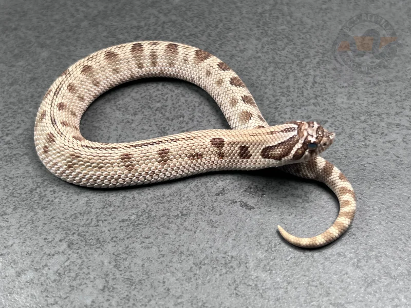 Arctic Conda DH Mai Tai