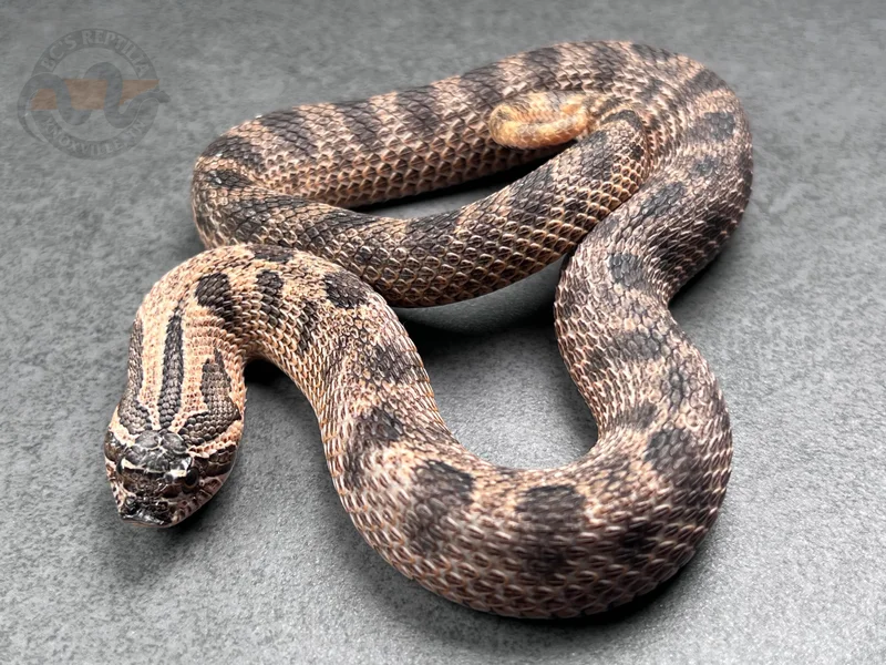 Arctic Conda Sable Het Mai Tai