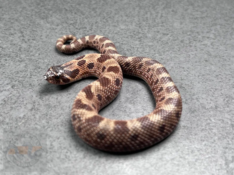 Conda Sable Het Sunburst (Extreme Red Lineage)