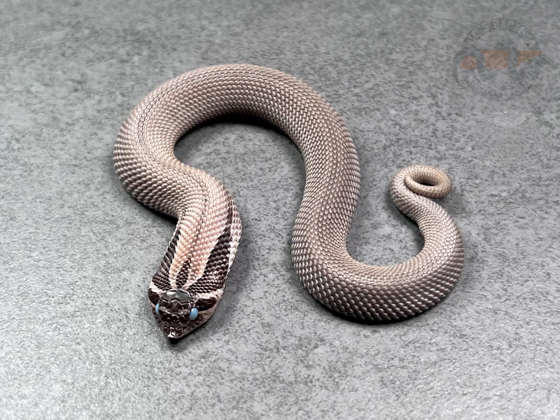 SuperConda Sable Het Sunburst