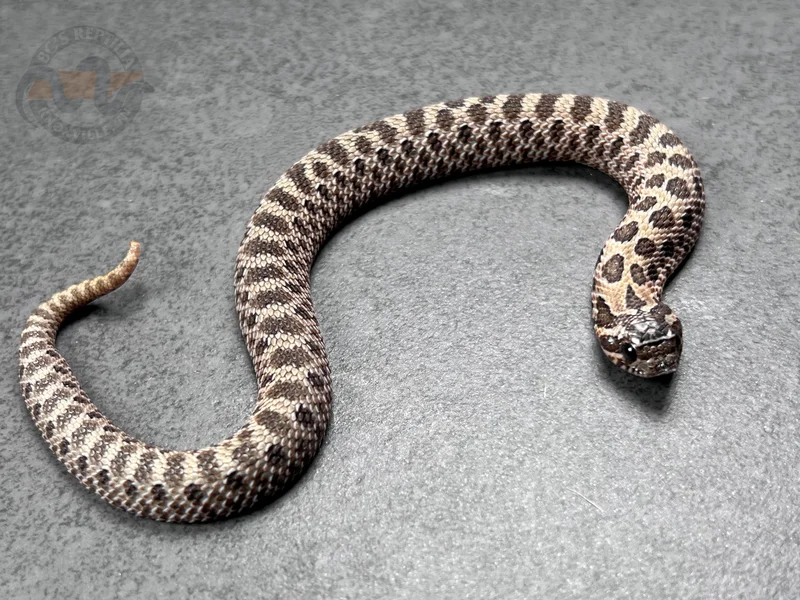 Sable pos Arctic Het Mai Tai (RBE)