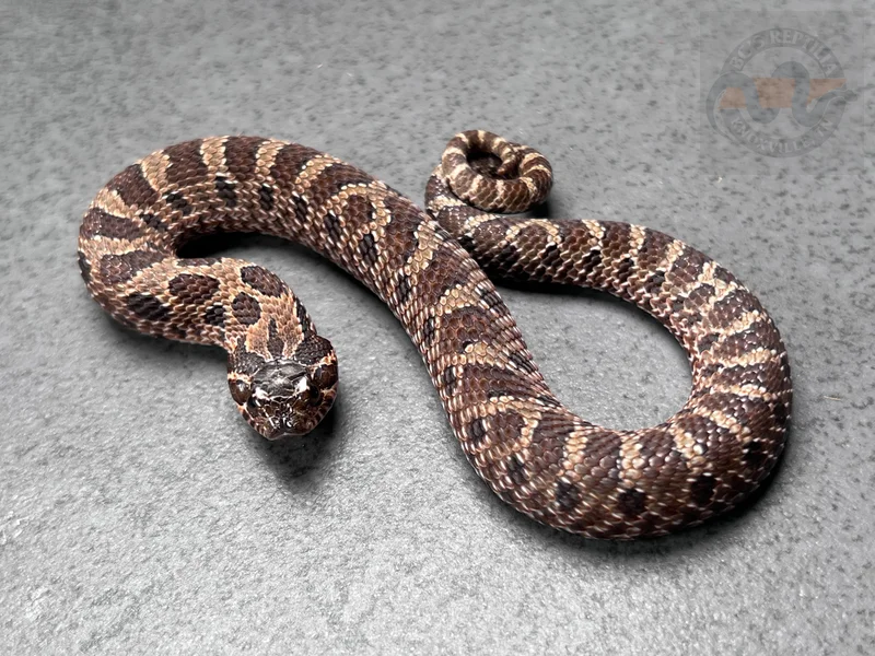 Conda Sable Het Sunburst (Red Lineage)