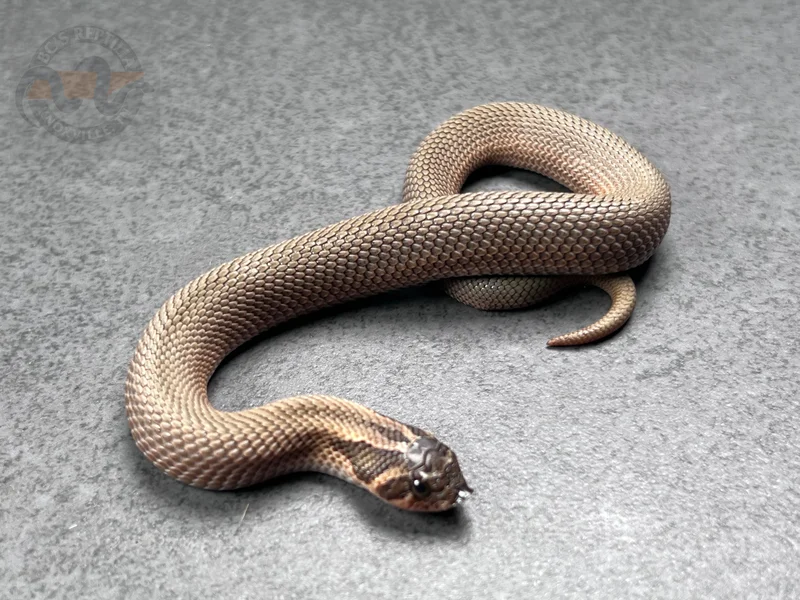 Super Conda Sable Het Sunburst (Extreme Red Lineage)