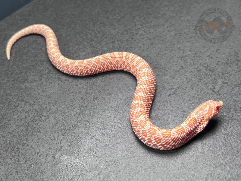 Arctic Albino Het Coral