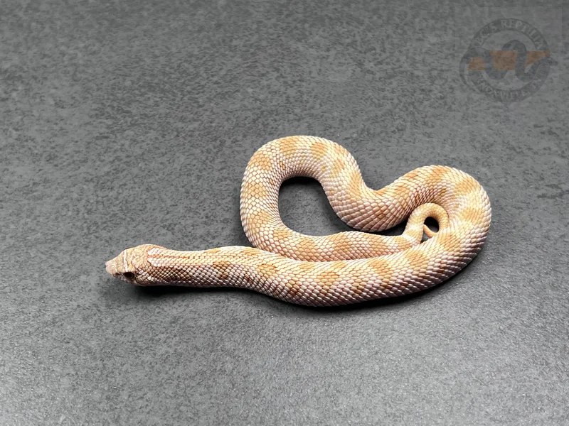 Arctic Conda RBE Pastel Toffeebelly Het Mai Tai