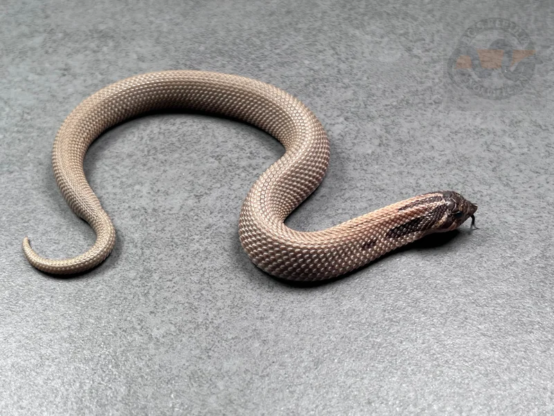 SuperConda Sable Het Sunburst