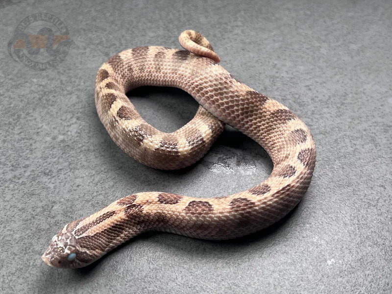 Conda Sable Het Mai Tai (pos Arctic)