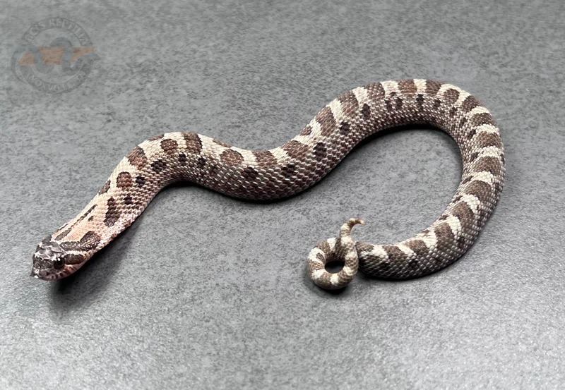 Conda Sable Het Sunburst