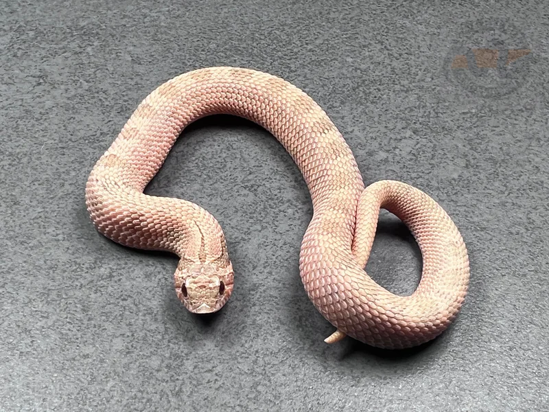 Arctic Conda RBE Pastel Mai Tai