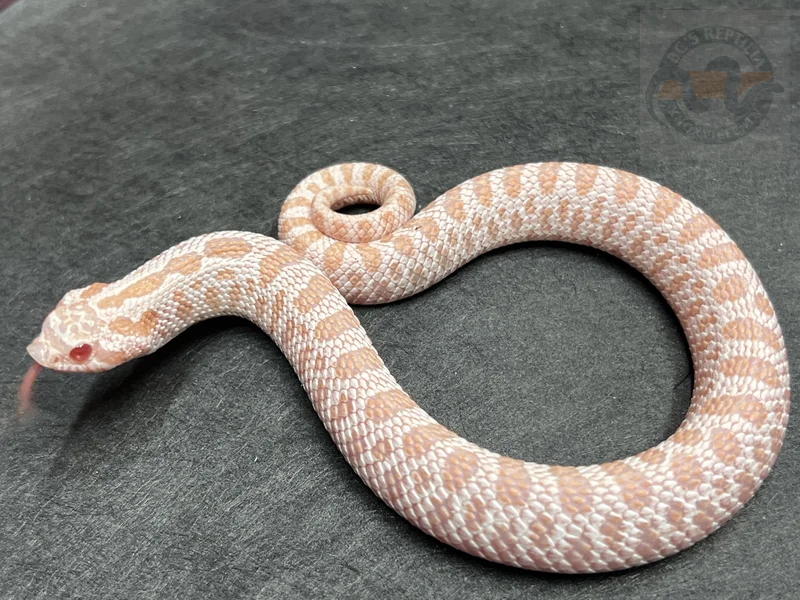 Super Arctic Albino Het Sunburst