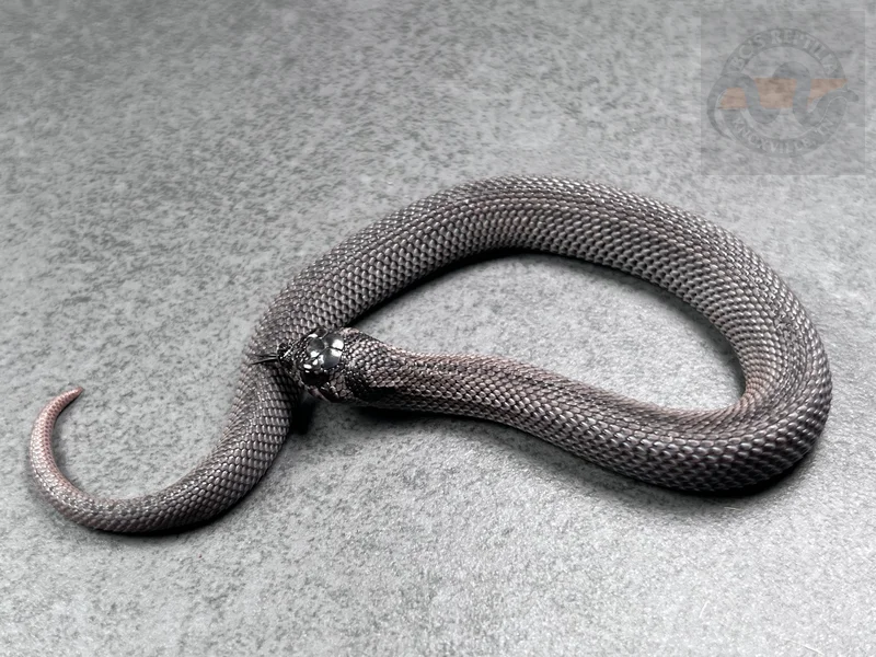 Super Arctic SuperConda Sable Het Mai Tai (RBE)