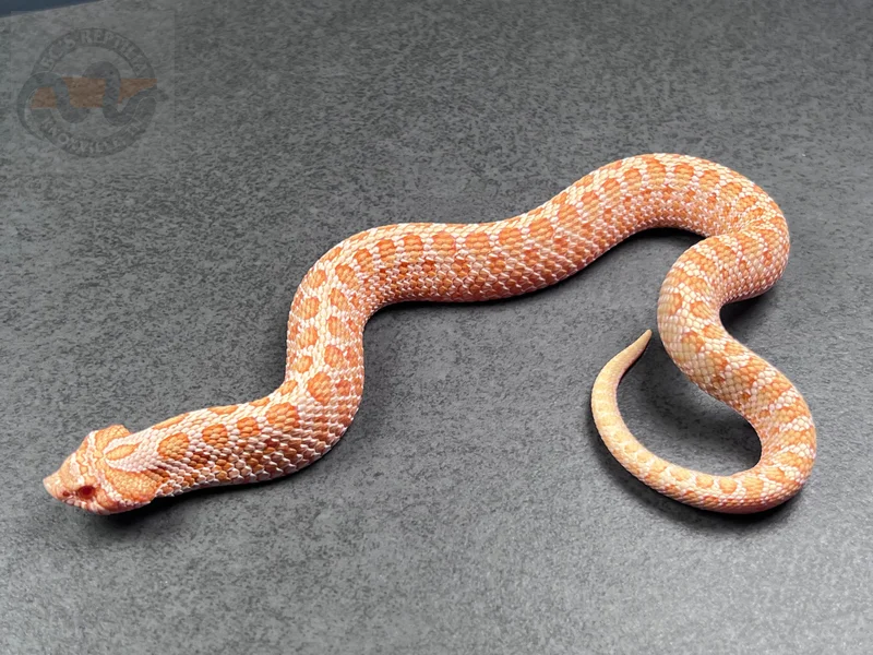 PL ER Albino Het Sunburst