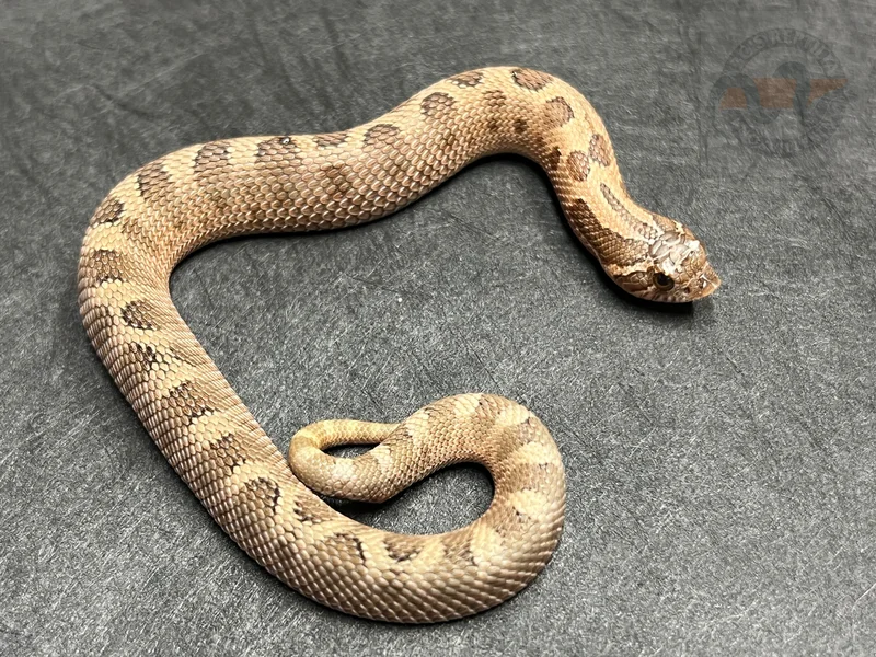 Conda Sable Het Mai Tai (pos Arctic)