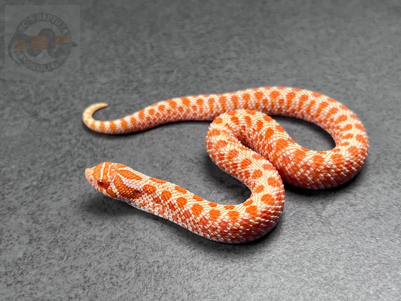 PL ER Albino Het Sunburst