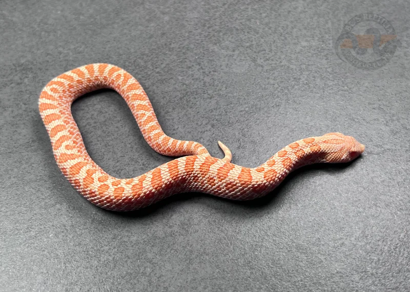 Albino Het Sunburst