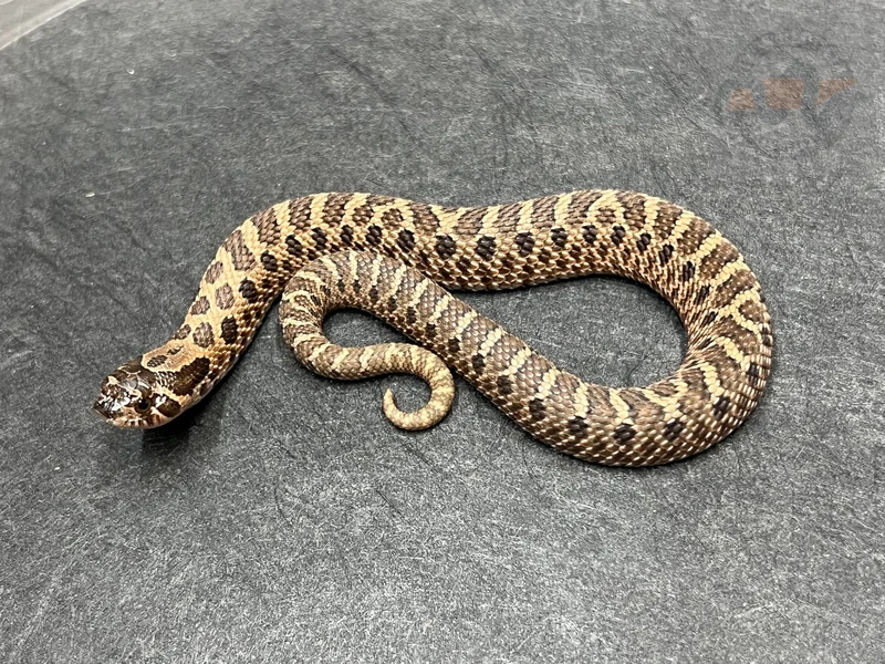 Sable Het Mai Tai