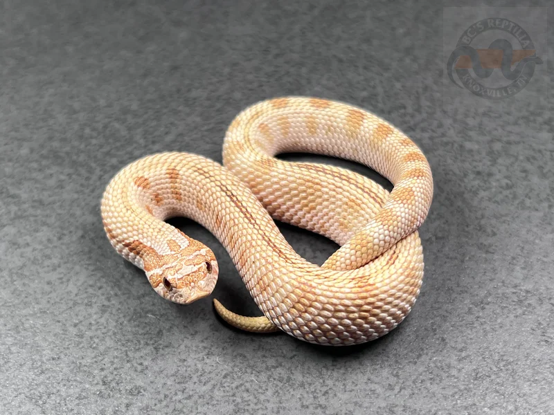 Arctic Conda Toffeebelly Het Mai Tai