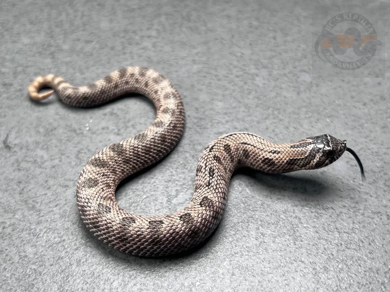 Super Arctic Conda Sable Het Mai Tai (RBE)