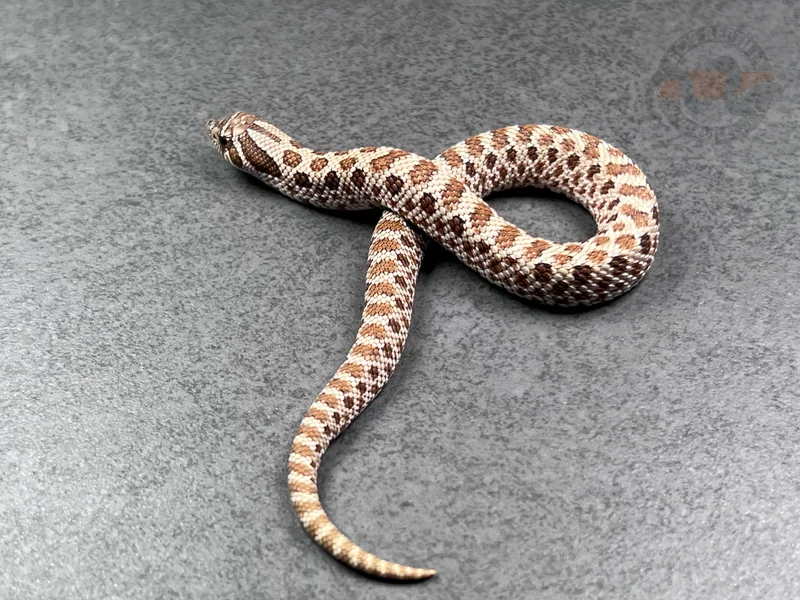 Arctic Het Toffeebelly 