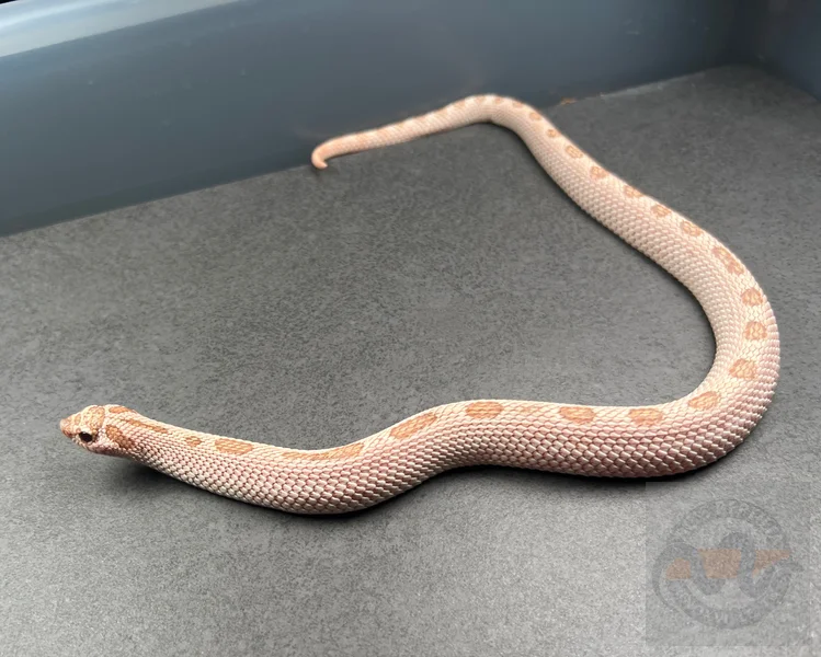 Super Arctic Conda Toffeebelly 50% Het Mai Tai