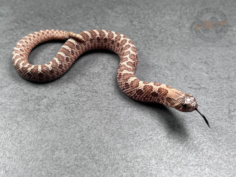 Arctic Sable Het Albino 66% Het Ax