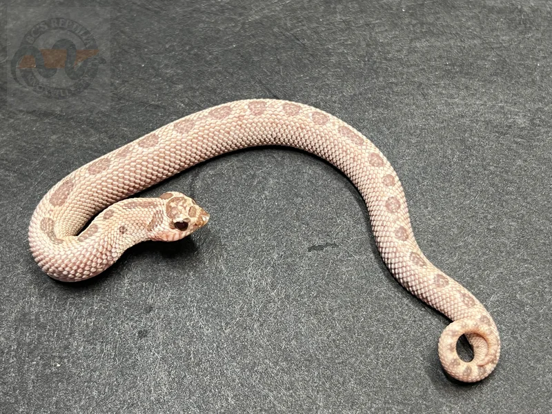 Super Arctic Conda Toffeebelly 50% Het Mai Tai