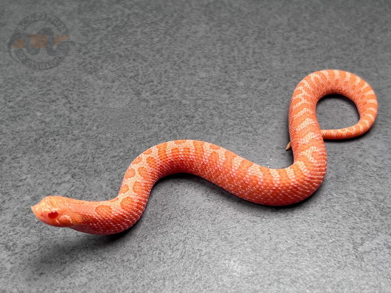 Sunburst 66% Het Axanthic