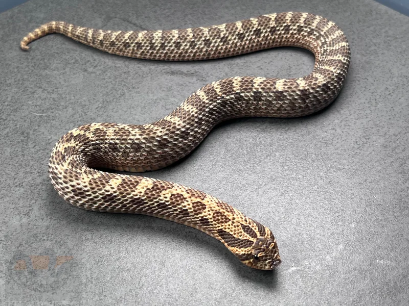Sable Het Sunburst