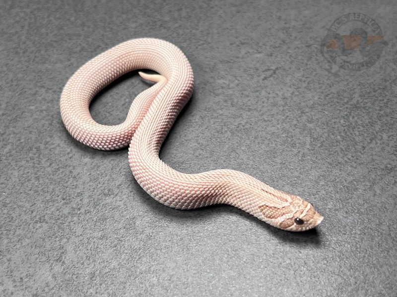 Arctic SuperConda RBE Pastel Toffeebelly Het Mai Tai