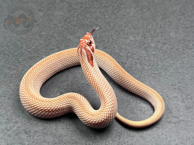 SuperConda Toffeebelly Het Mai Tai (RBE)
