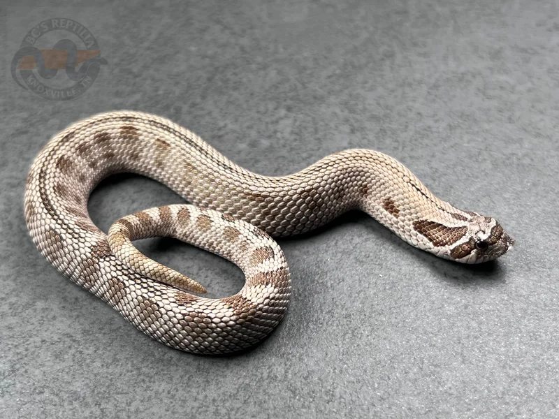 Arctic Conda DH Mai Tai