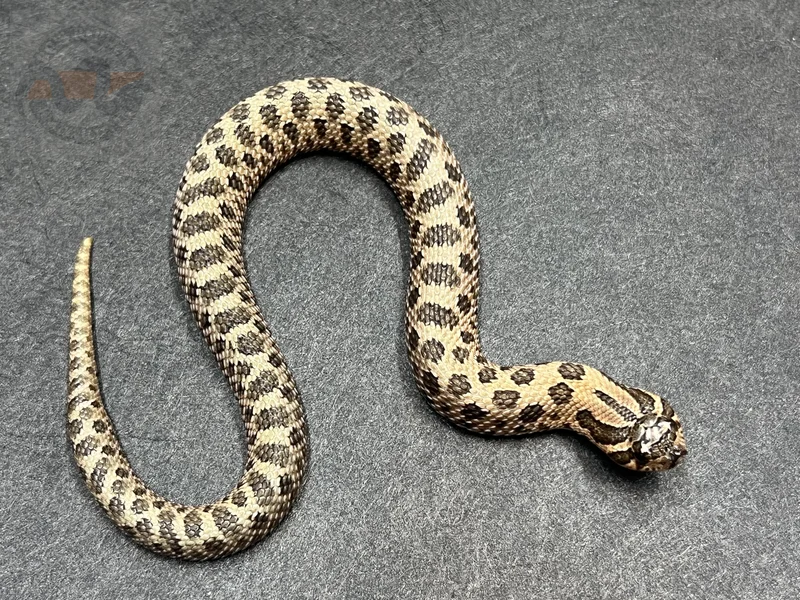 Arctic Sable Het Mai Tai