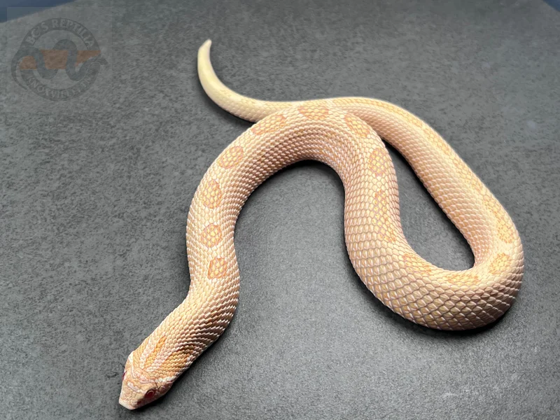 Arctic Conda Albino (AAA) Het Coral